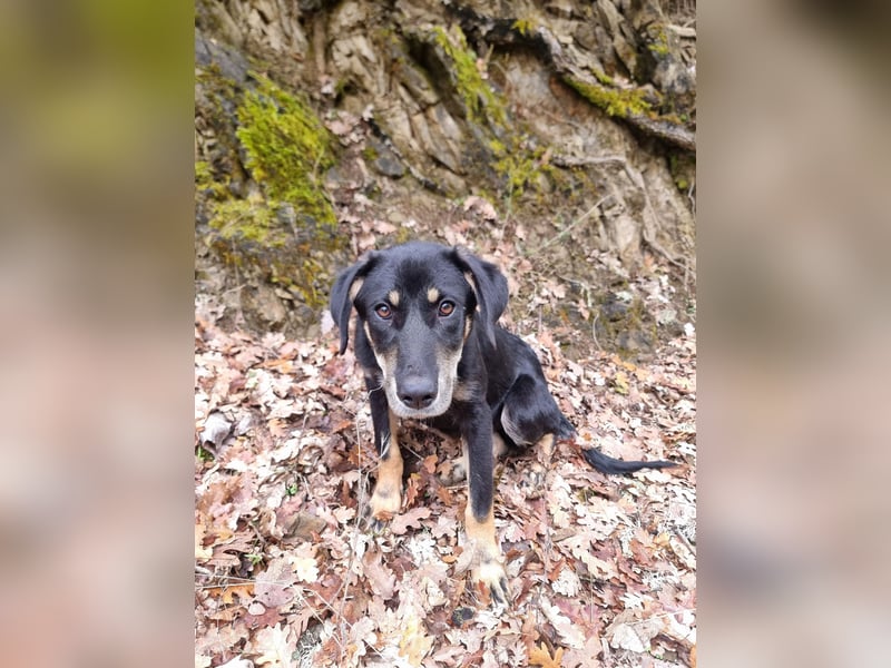 Fido - ein leises Herz, das endlich Vertrauen lernen darf