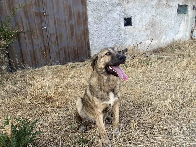 Leo - ein neugieriger Entdecker sucht seine Familie