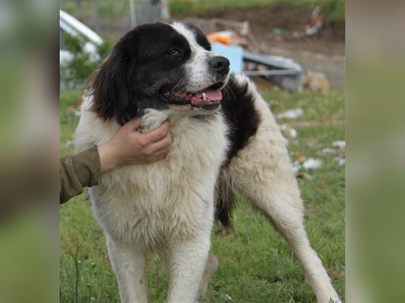 Hugo - Herzbube ist Trumpf