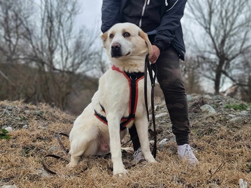 Spilios – ein liebenswerter Wirbelwind sucht erfahrene Menschen