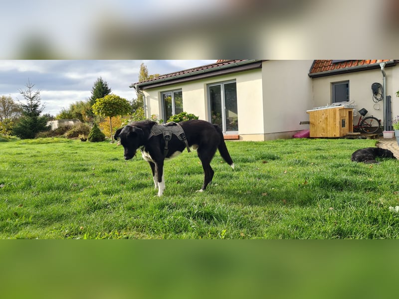 Yaron - ein echter Gentleman mit Schnurrbart und Herz