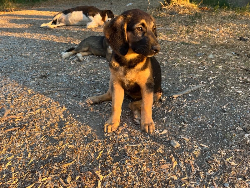 Frieda – bereit für den Start in ein glückliches Hundeleben