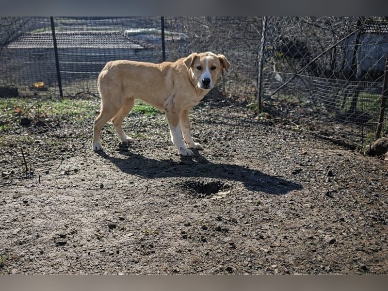 Niko – ein lebensfroher Herzenshund auf der Suche nach seinem Zuhause