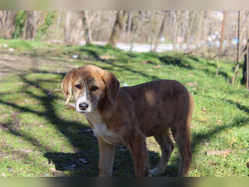 Vanilla - ein kleiner Sonnenschein auf vier Pfoten