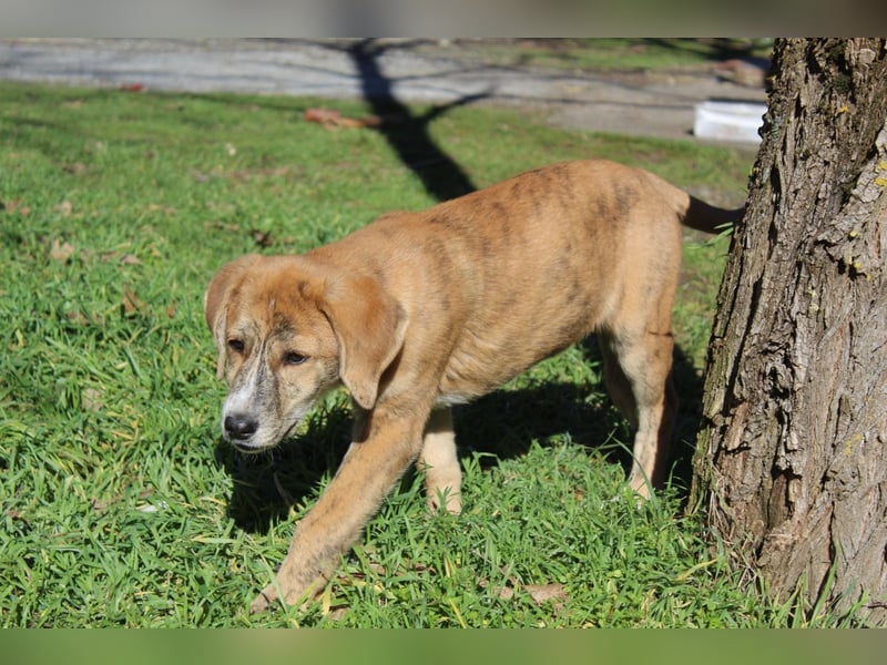 Vanilla - ein kleiner Sonnenschein auf vier Pfoten