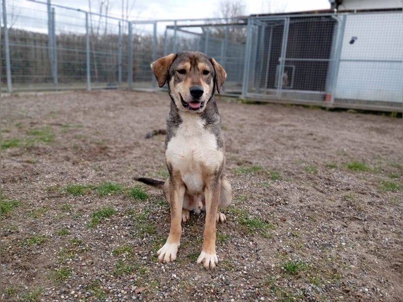 Fiete – Unser verschmuster Jungspund sucht ein liebevolles Zuhause!