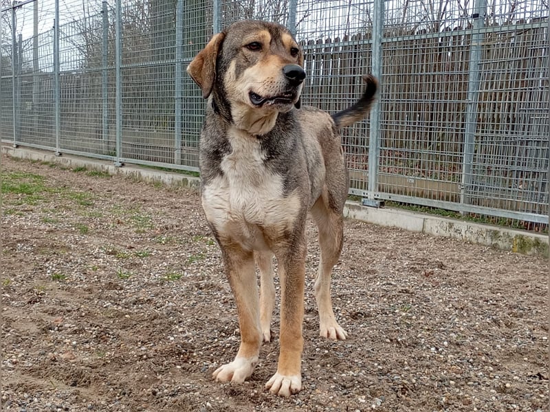 Fiete – Unser verschmuster Jungspund sucht ein liebevolles Zuhause!