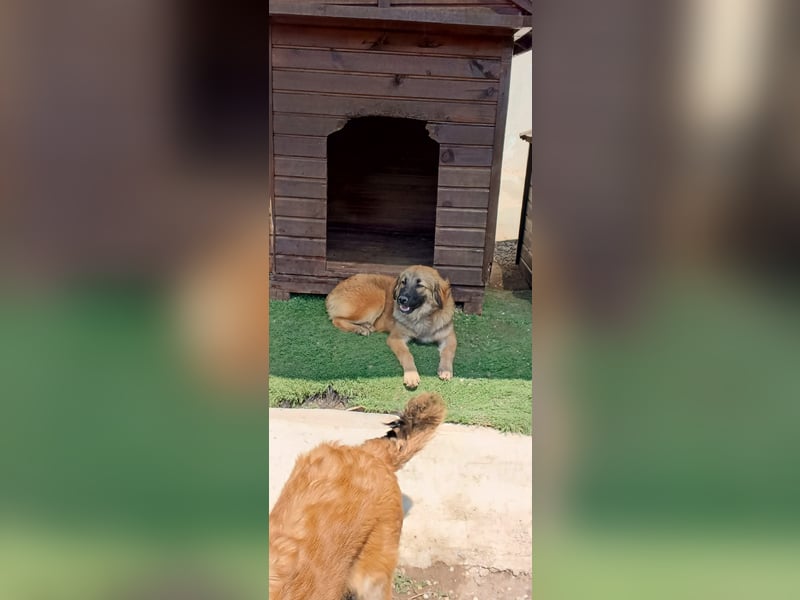 Sami - Ein verspielter Wirbelwind sucht sein Zuhause!