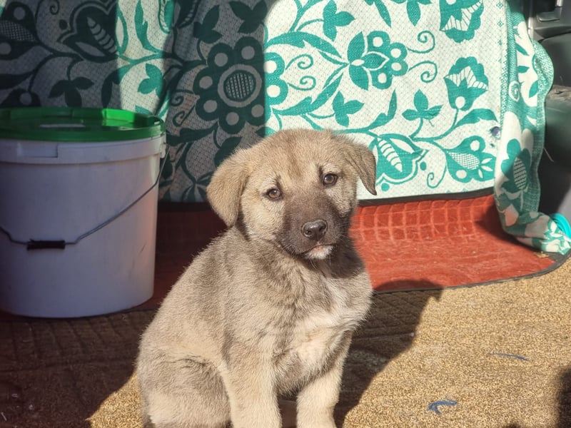 Nick sucht seinen Menschen