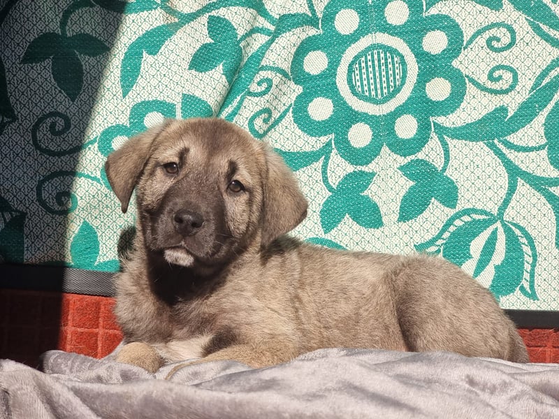 Ash sucht seine Menschen