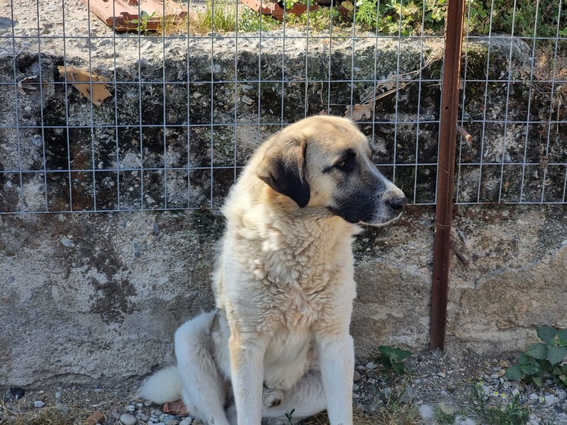 Buck- loyaler Bub wartet auf Dich!