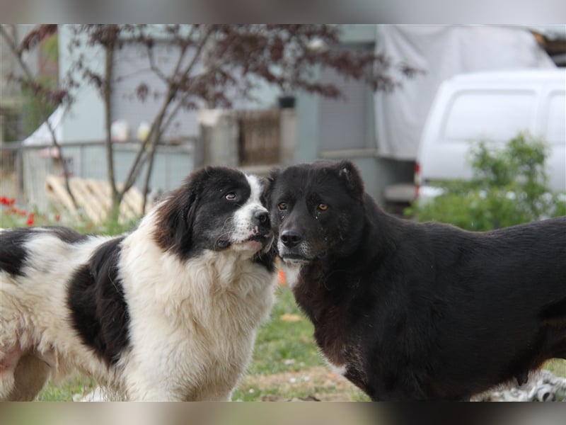 Hugo - Herzbube ist Trumpf