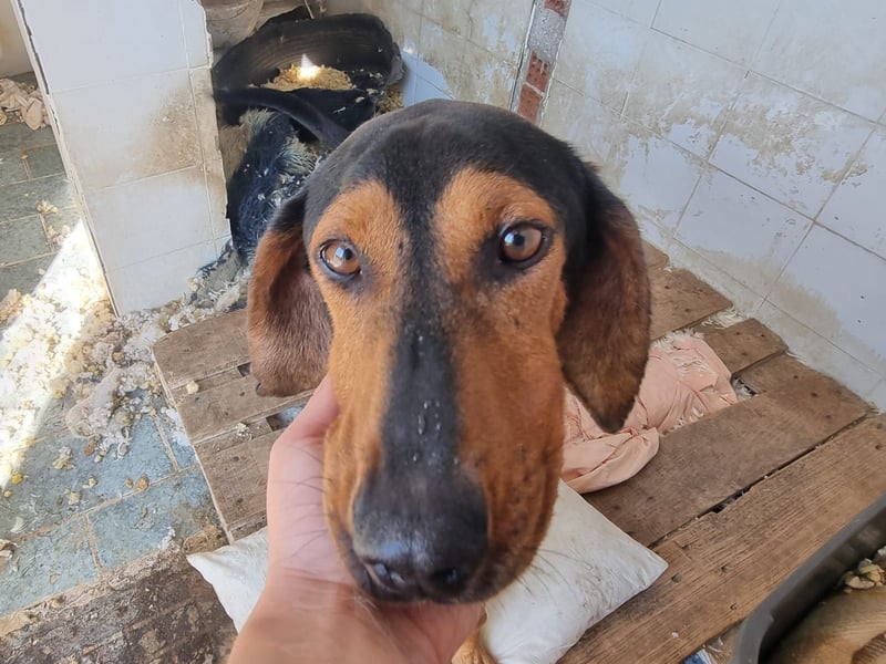 Carlo - ein sanftes Herz sucht sein Glück