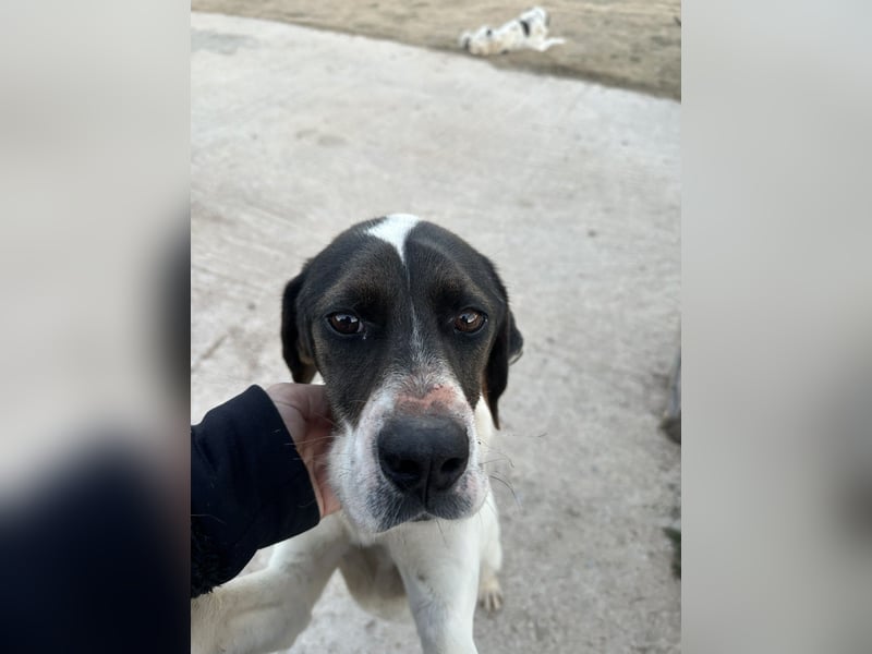 Lotte – Lebensfrohes Pointermädchen sucht aktive Familie!