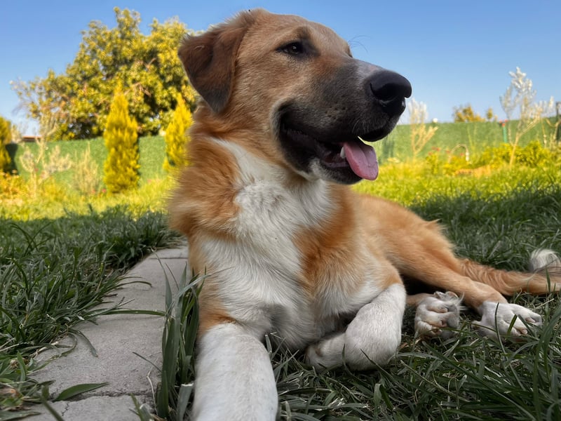 Pascha – ein verspielter Genießer sucht sein Für-immer-Zuhause!