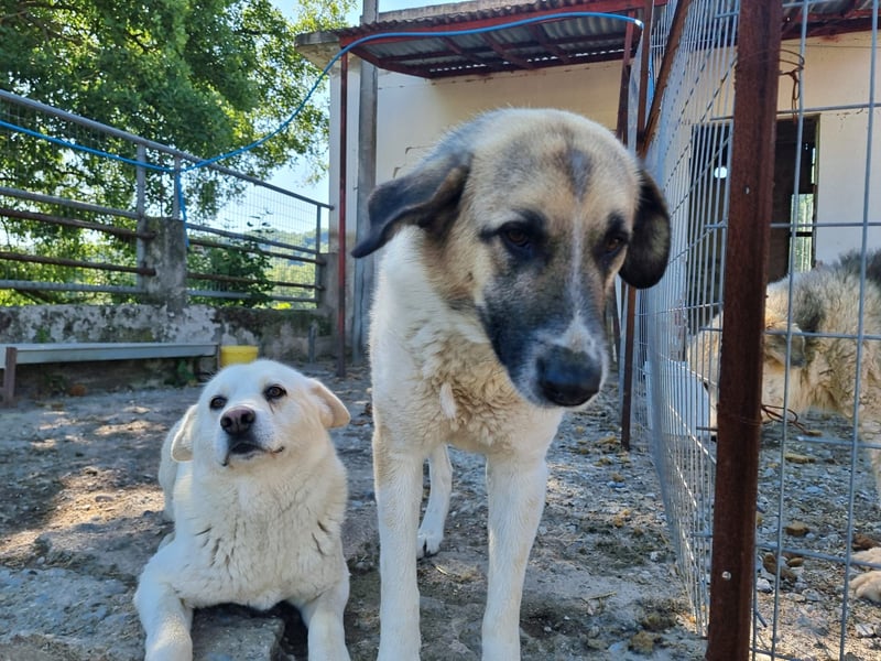 Buck- loyaler Bub wartet auf Dich!