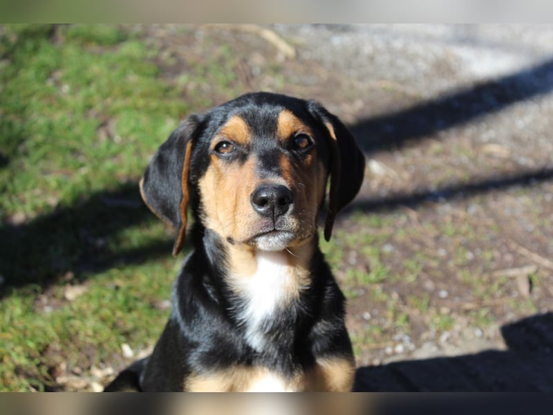 Cupcake – ein kleines Wunder mit großem Herzen