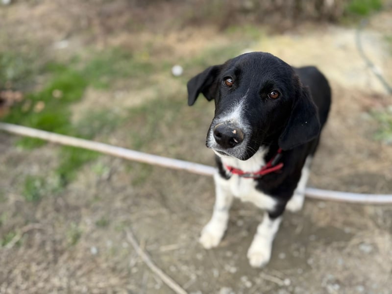 Mr. Big - kleiner Schauspieler mit großem Herzen