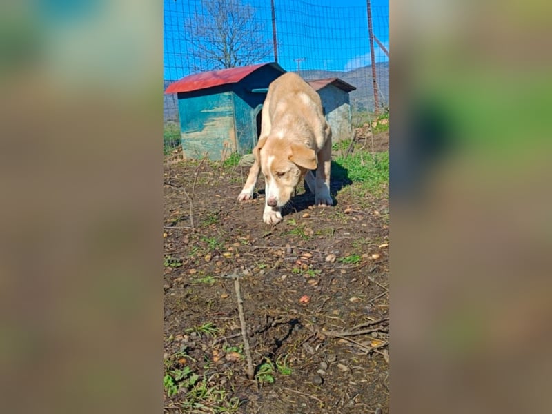 Niko – ein lebensfroher Herzenshund auf der Suche nach seinem Zuhause