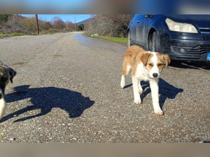 Nelly – ein kleiner Schatz auf der Suche nach Liebe