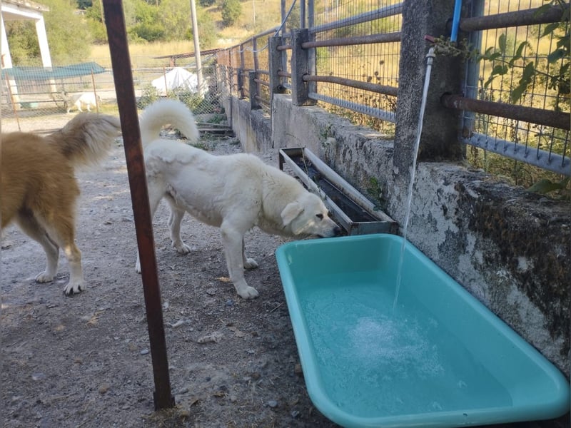 (D)ein Traum in weiß: Vice sucht sein Happy End!