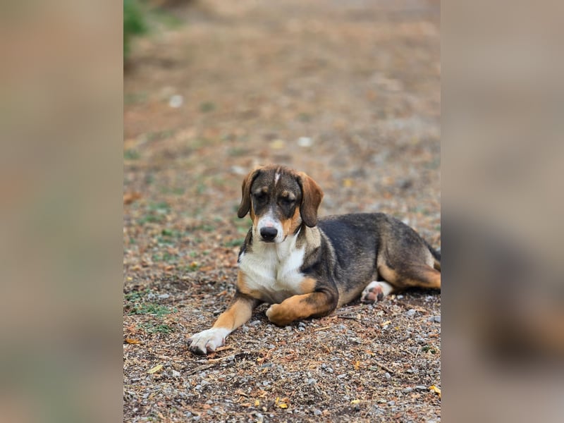 Freya- kleines Herz sucht sein Zuhause