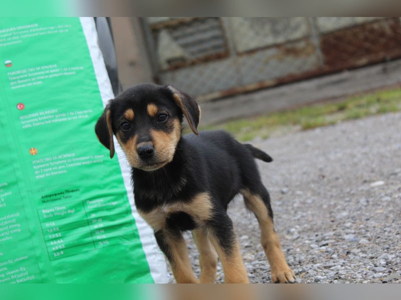 Sammy – kleiner Wirbelwind sucht sein Für-Immer-Zuhause