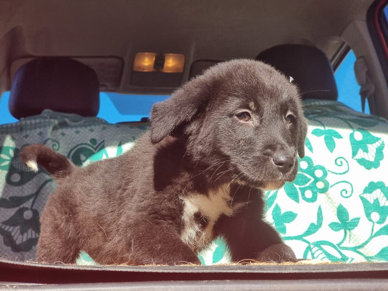 Ash sucht seine Menschen