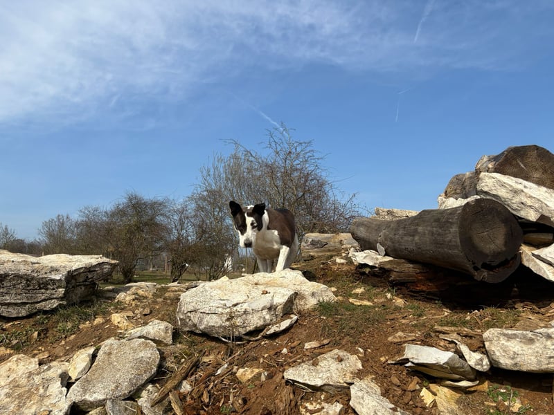 Oca – treue Schmusehündin mit großem Herzen