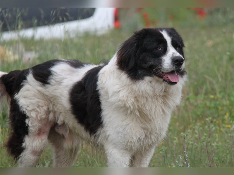 Hugo - Herzbube ist Trumpf