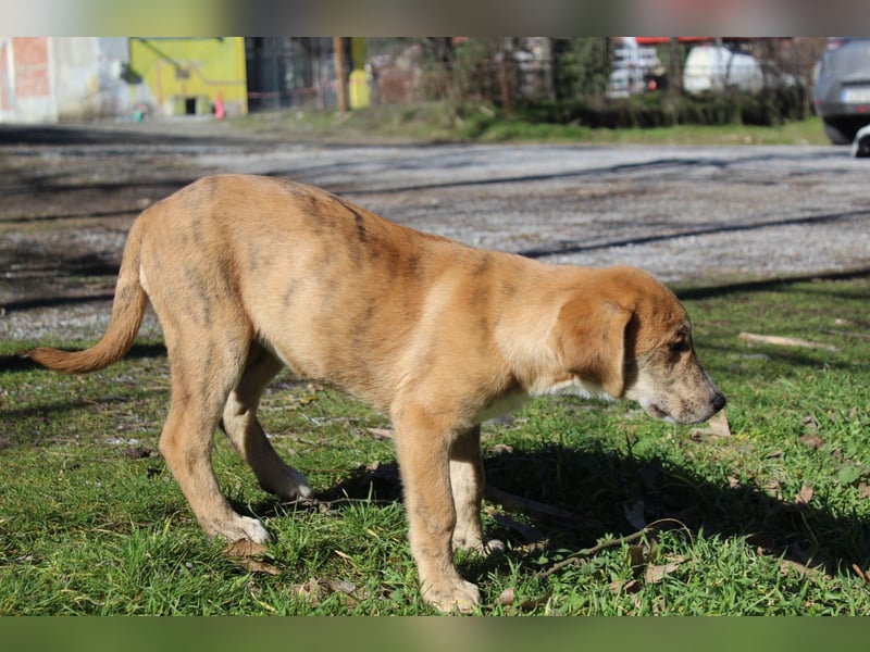 Vanilla - ein kleiner Sonnenschein auf vier Pfoten