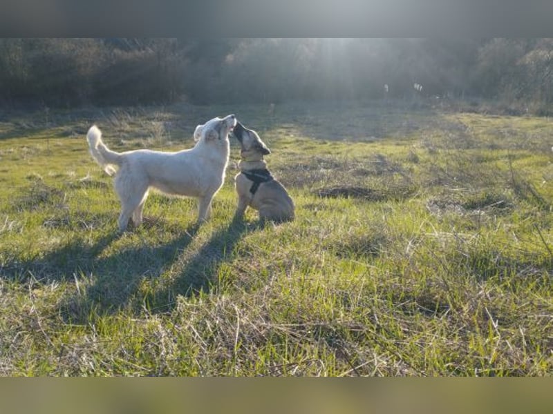 Nick sucht seinen Menschen