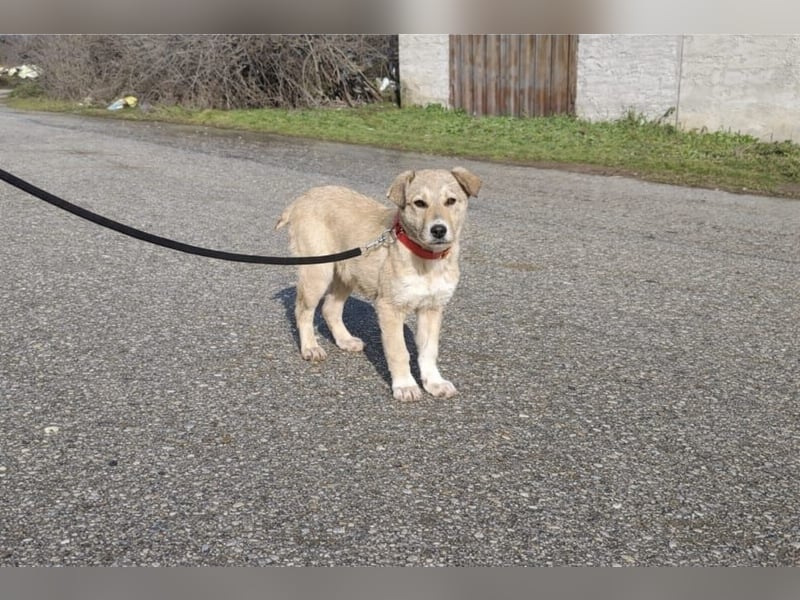 Snoopy – ein kleiner Kämpfer mit großem Herzen