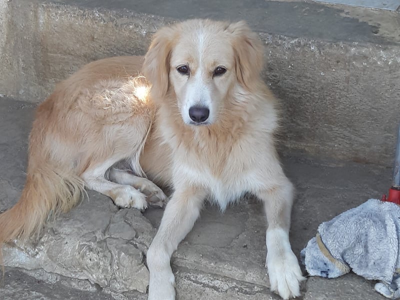 Kitty - Ein Herz voller Mut und Liebe sucht ein Zuhause