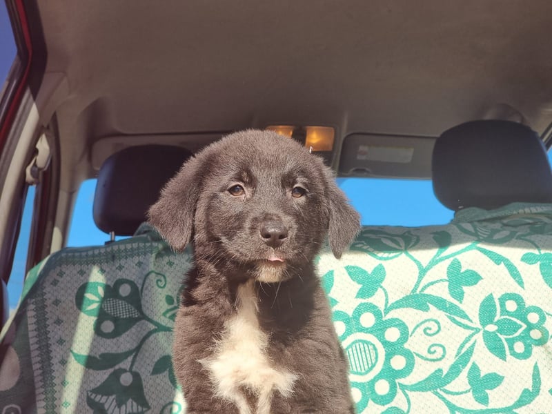 Ash sucht seine Menschen