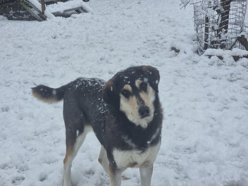 Trudi - eine liebevolle Husky-Mix-Dame mit einem sanften Wesen