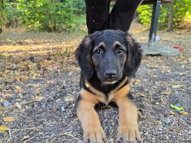 Frieda – bereit für den Start in ein glückliches Hundeleben