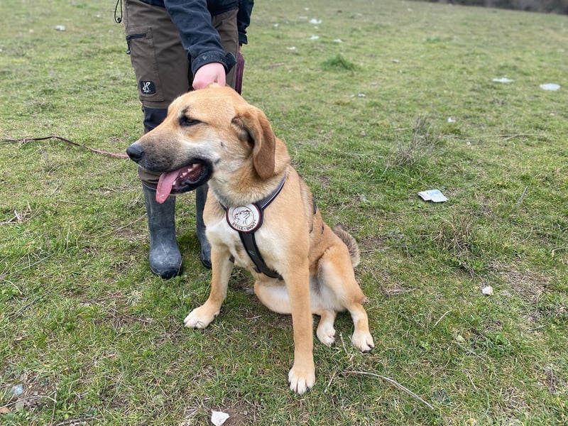 Eda- verspielte Riesin