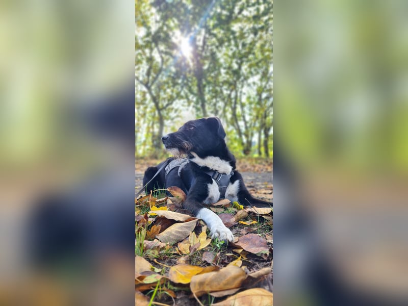 Yaron - ein echter Gentleman mit Schnurrbart und Herz