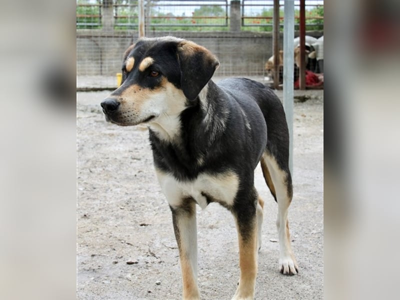 Lola - Alle gute Dinge sind DREI + 1