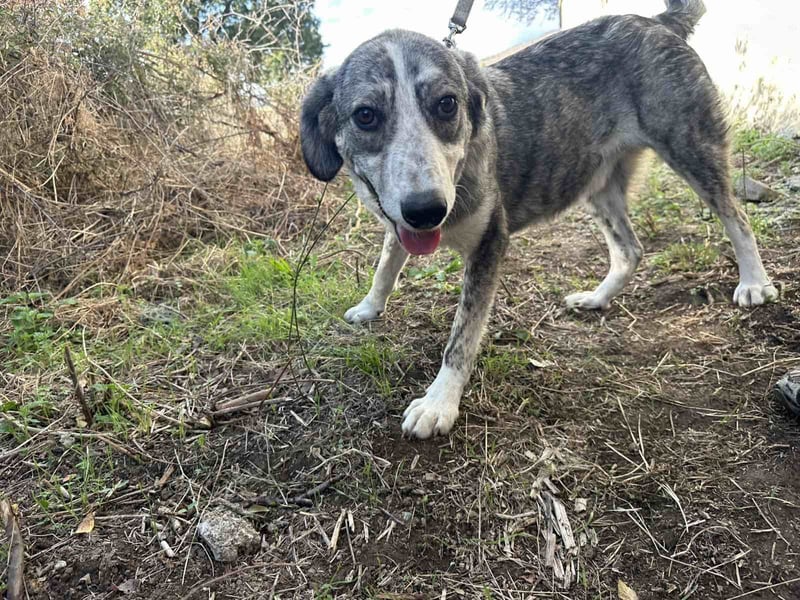 Babis - eine lebensfrohe Abenteurerin sucht ihr Zuhause