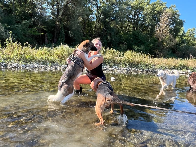 Eva - eine wunderschöne junge Hundedame sucht ihr Happy End