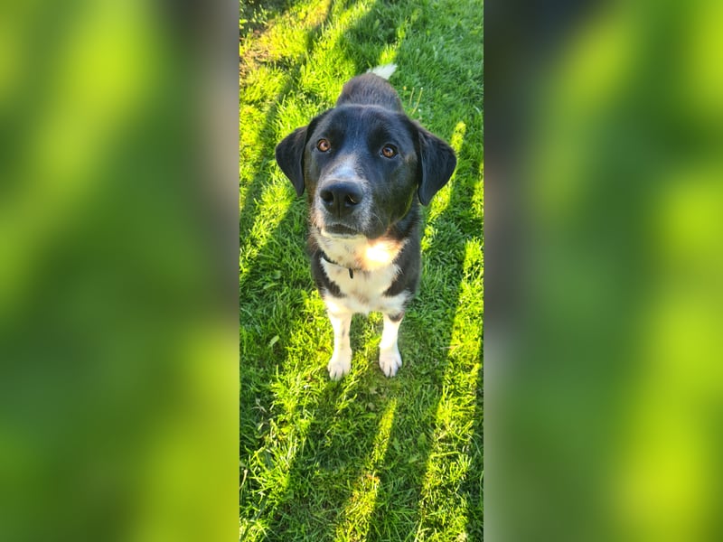 Samu -  Lustiger Jungspunt sucht sein Für-immer-Zuhause