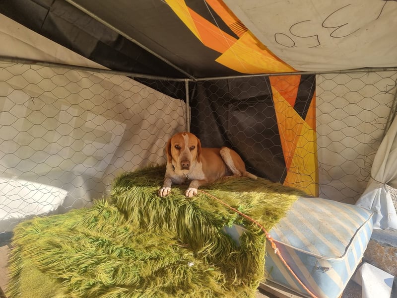 Latte  – Die sportliche Frohnatur mit Herz