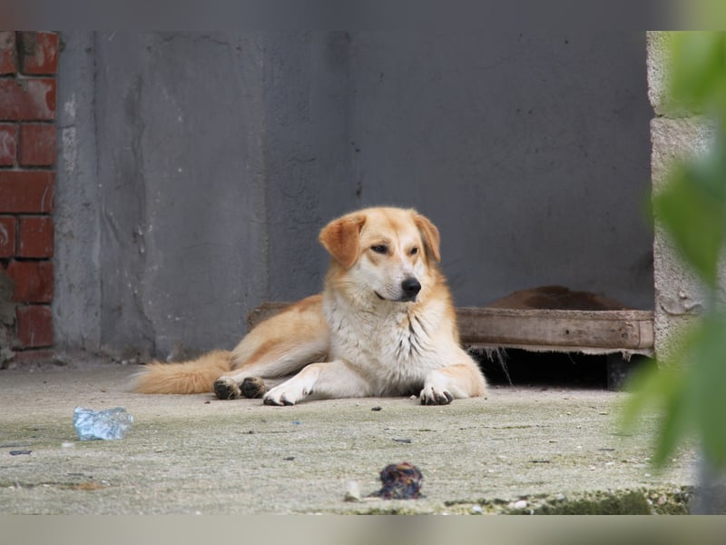 Blanca – sanfte Beobachterin mit großem Herz