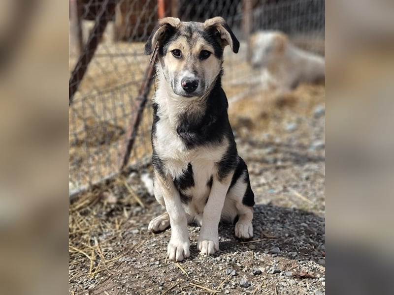 Steve - ein wahrlicher Herzbube