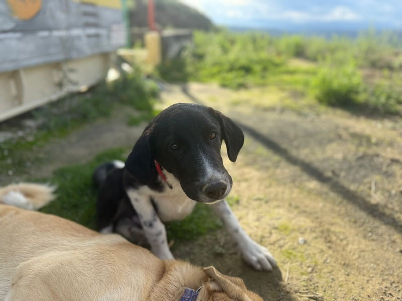 Mr. Big – kleiner Schauspieler mit großem Herzen