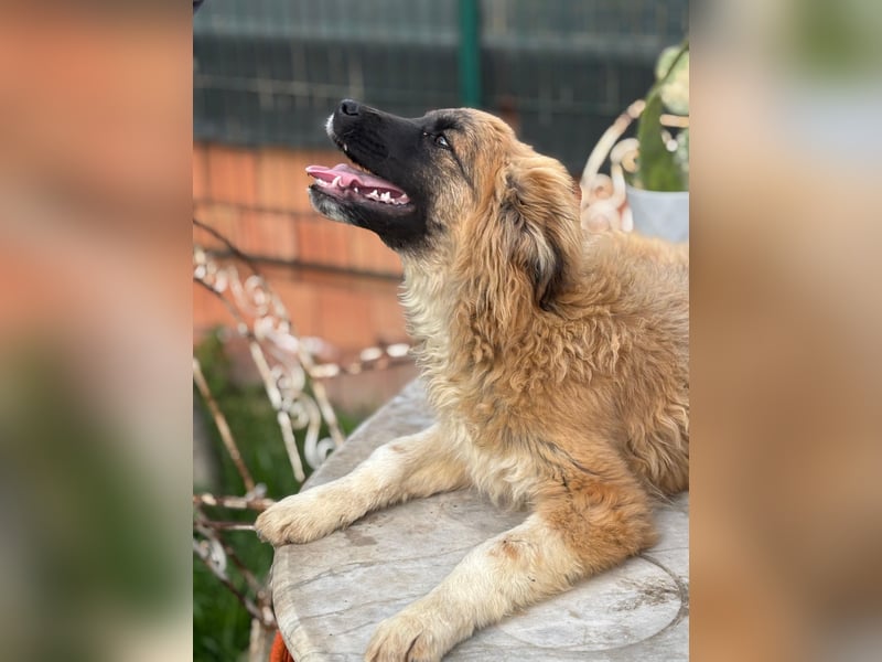 Sami - Ein verspielter Wirbelwind sucht sein Zuhause!