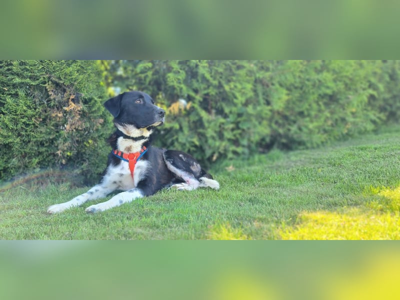 Samu sucht seine Chance – vielleicht bei dir