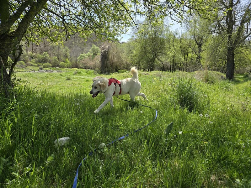 Spilios – ein liebenswerter Wirbelwind sucht erfahrene Menschen
